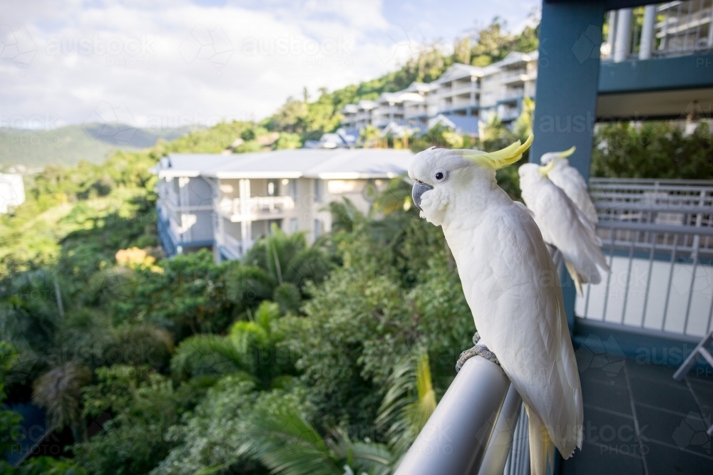 White cockatoos sitting on balcony rail - Australian Stock Image