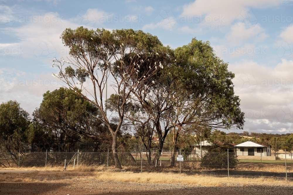 White Corellas gathering in a tree - Australian Stock Image