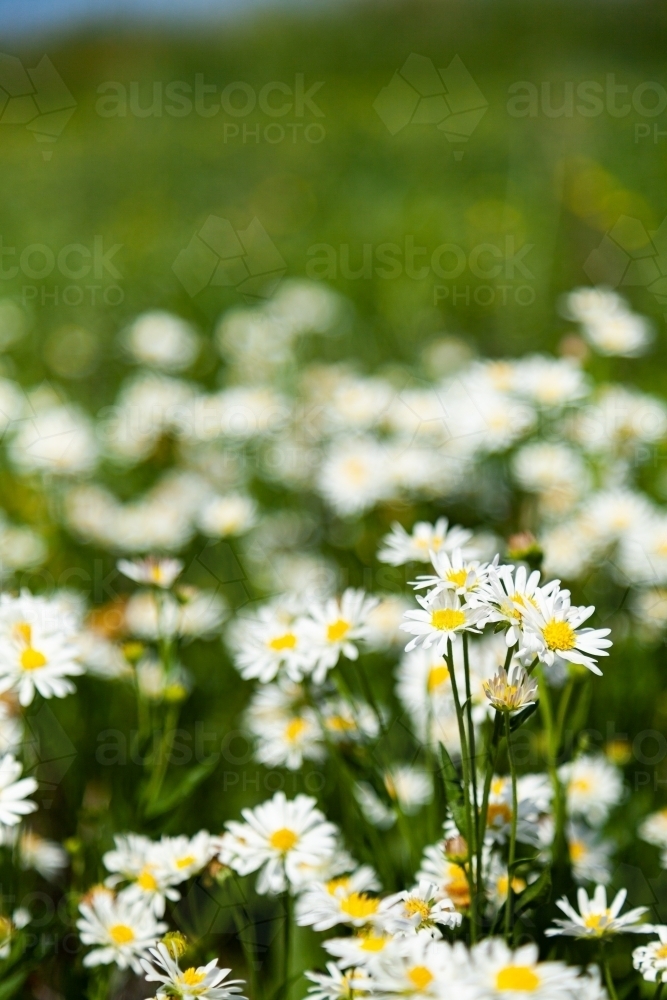 White daisy wildflowers in green roadside paddock close up - Australian Stock Image