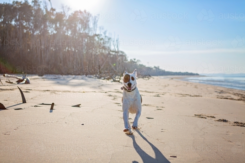 White dog running along remote beach in Queensland - Australian Stock Image