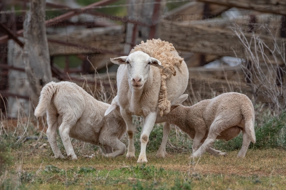 White Dorper ewe feeding her twin lambs in a rustic rural setting - Australian Stock Image