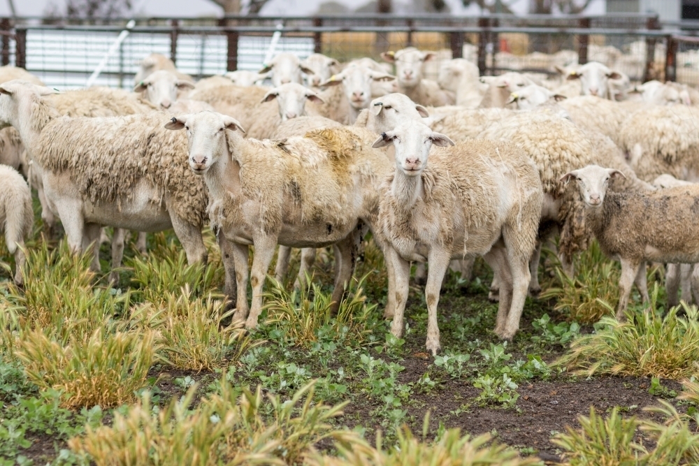 White dorper sheep in yards - Australian Stock Image