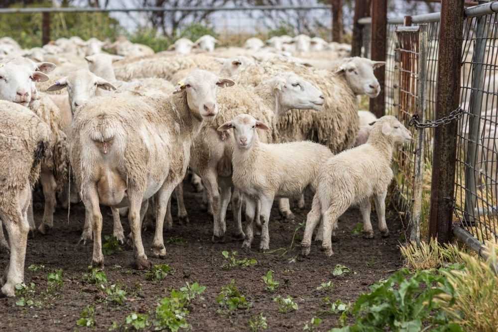 White dorper sheep in yards - Australian Stock Image