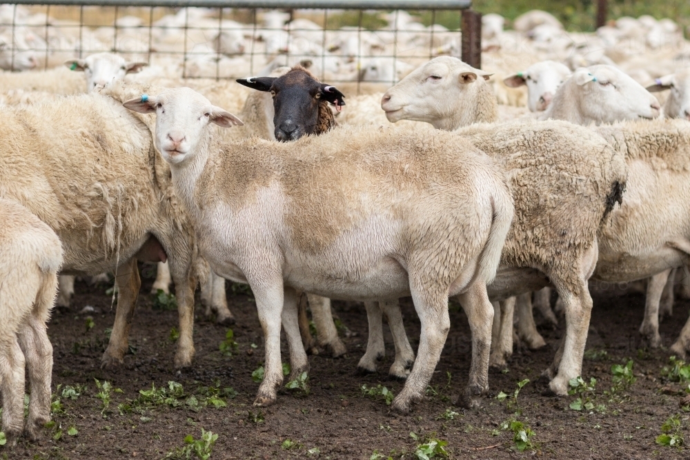 White dorper sheep in yards - Australian Stock Image