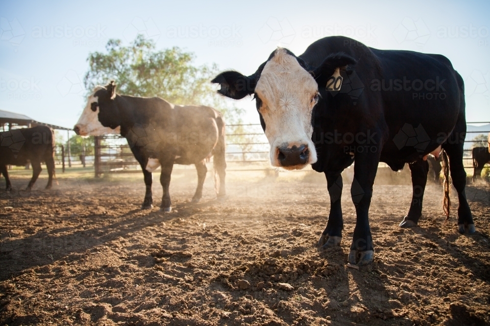 White faced cow stirring up dust in stockyard of Aussie small landholders farm - Australian Stock Image