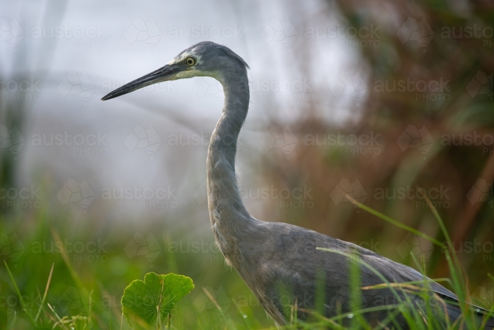 White faced heron in grass - Australian Stock Image