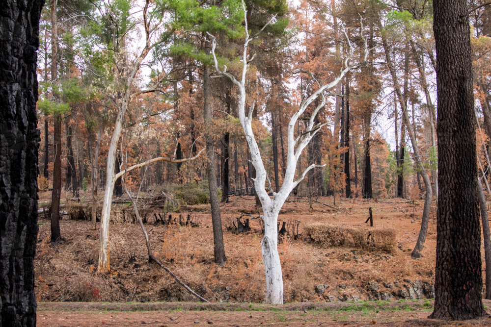 White ghost gum trees after the bushfire - Australian Stock Image