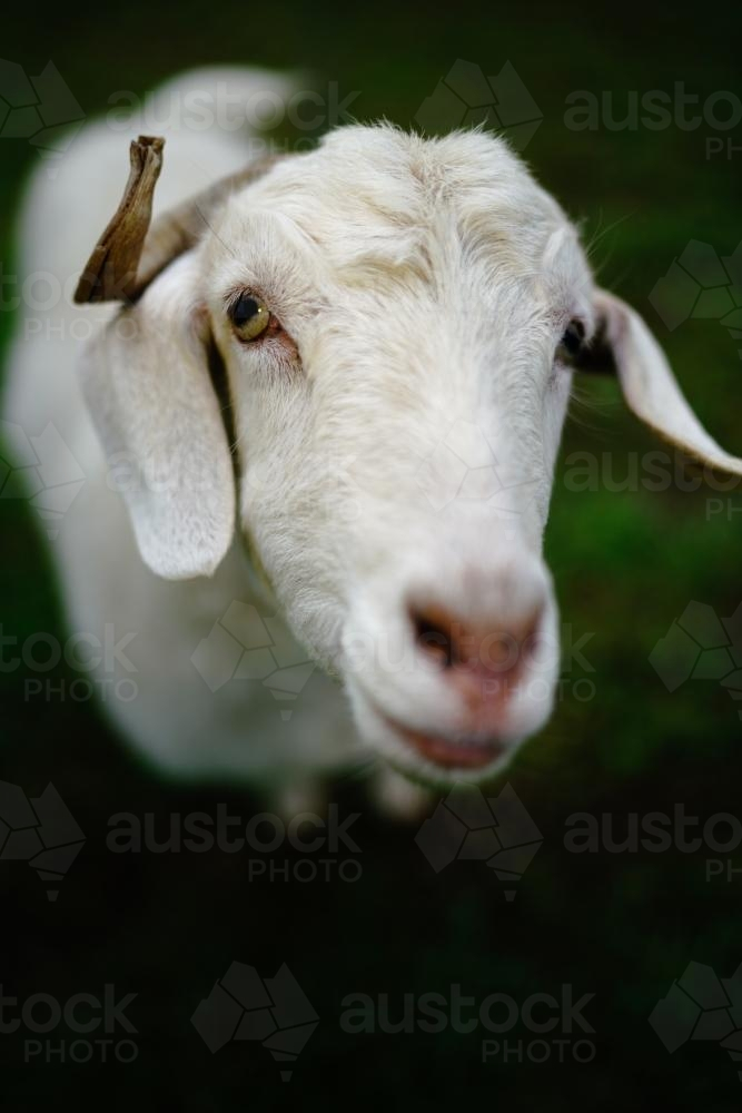 White Goat with a horn Looking up - Australian Stock Image