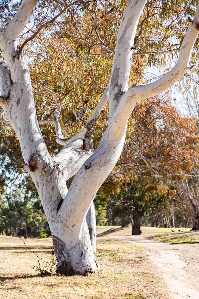 White gum tree with thick branches beside path - Australian Stock Image