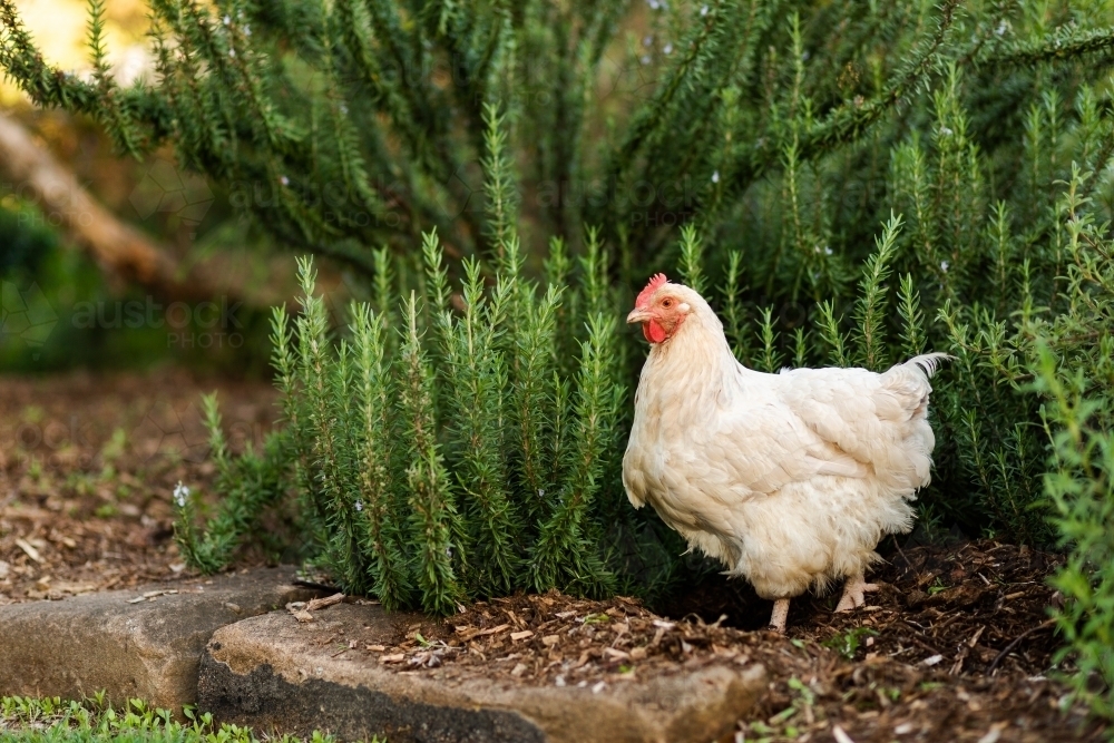 White hen in garden beside rosemary plant - Australian Stock Image