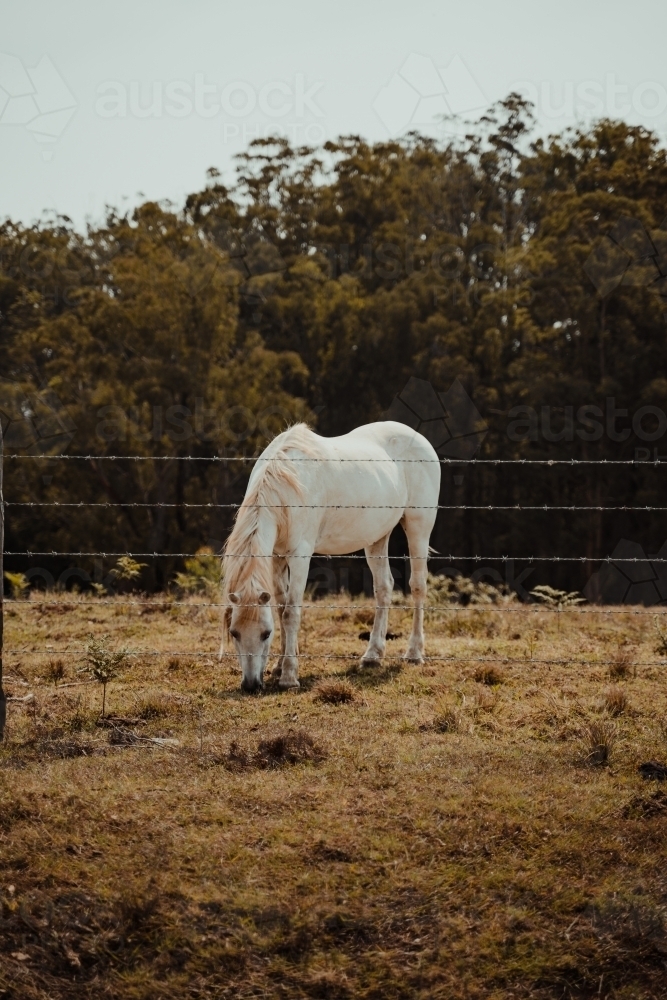 White horse eating in a grassy field behind a fence. - Australian Stock Image