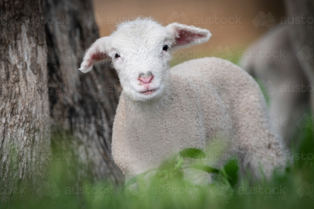 White lamb in field standing next to a huge tree trunk - Australian Stock Image