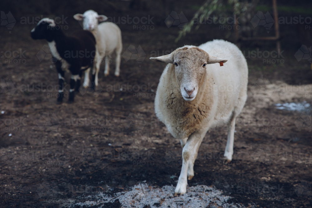 White sheep walking on a wet ground with ashes from fire pit. - Australian Stock Image