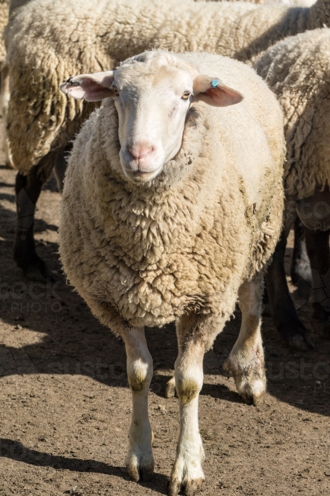 White Suffolk ram looking at camera - Australian Stock Image