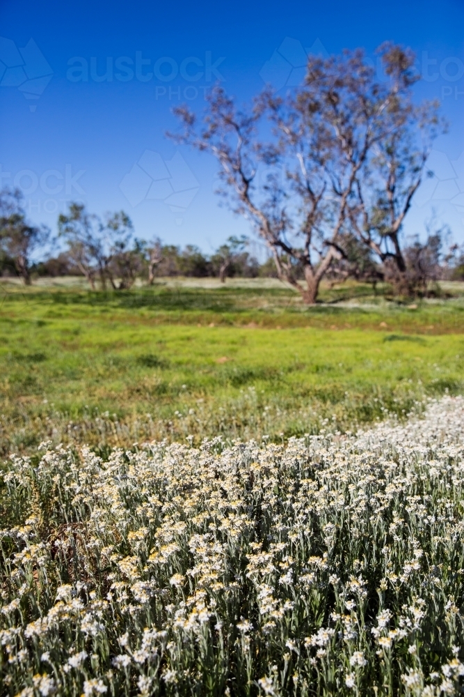 White wild flowers in the green paddock - Australian Stock Image