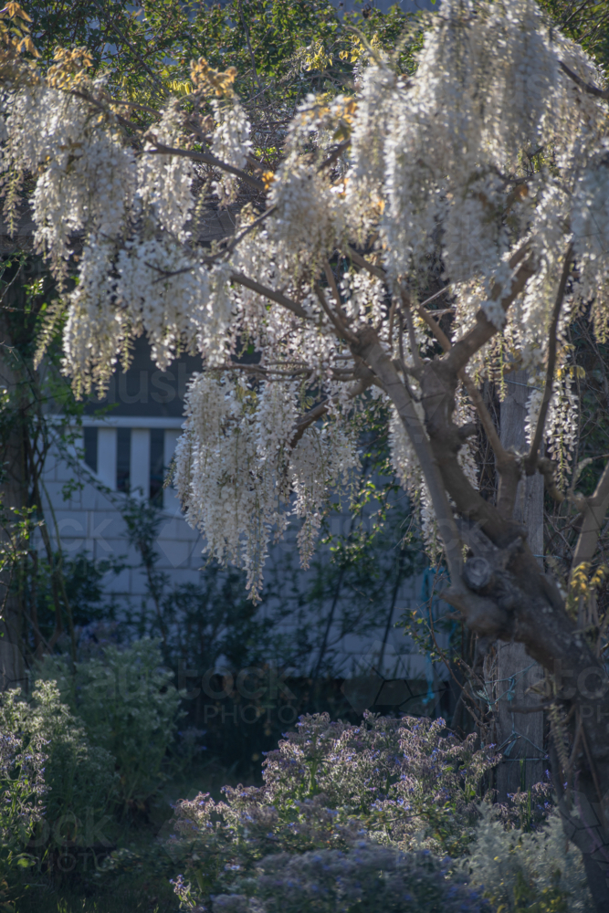 White wisteria blossoms in a tree - Australian Stock Image