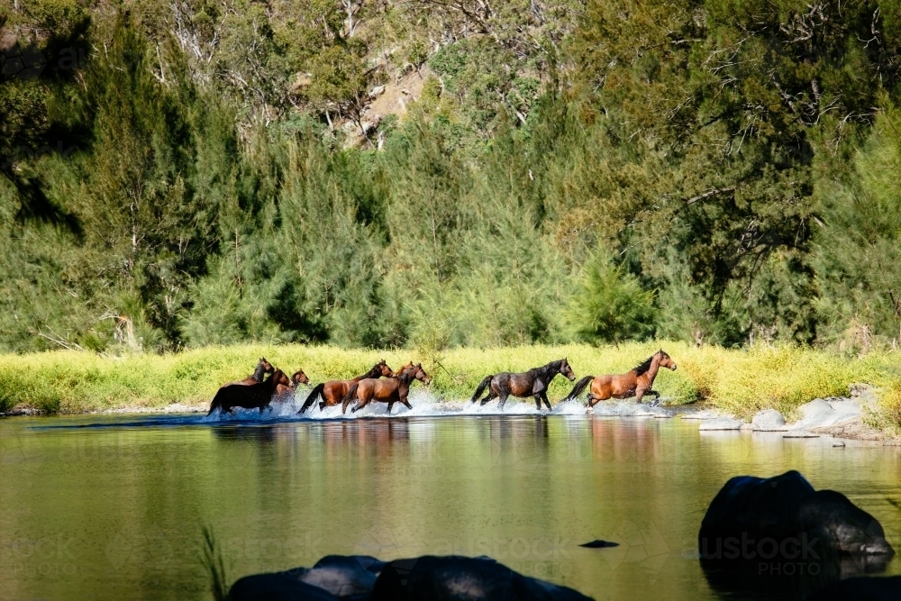 Wild brumbies crossing the Guy Fawkes River - Australian Stock Image