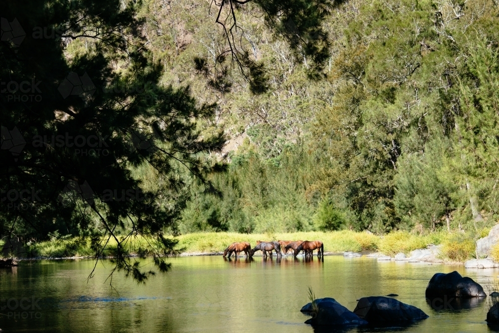 Wild brumbies drinking water from the Guy Fawkes River - Australian Stock Image