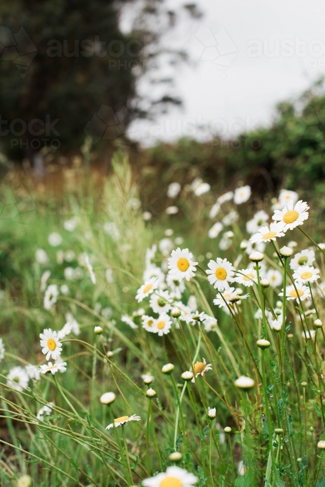 Wild Daisies hotsell