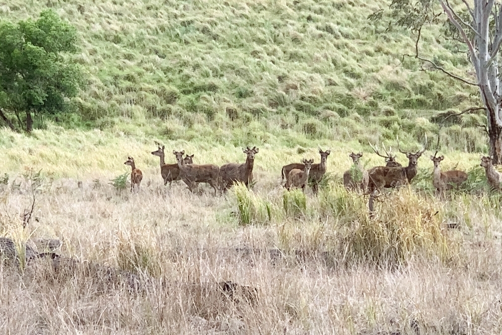 Wild Deer in a green paddock - Australian Stock Image