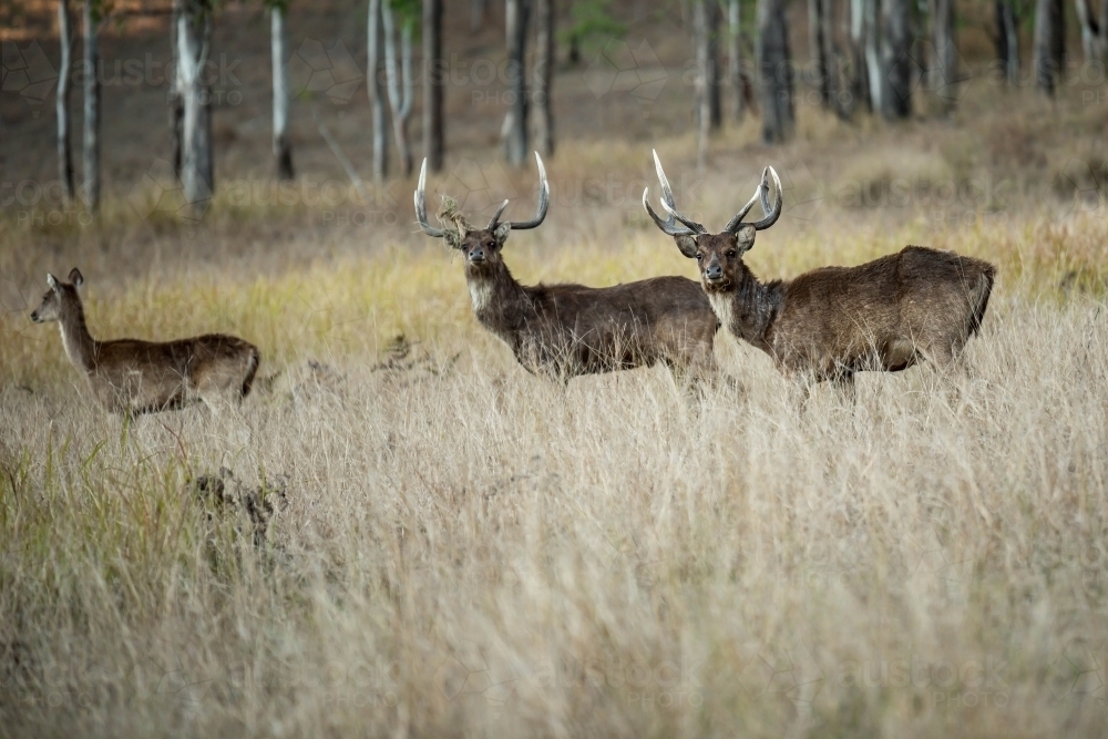 Wild Deer stags - Australian Stock Image