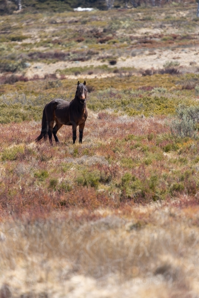 Wild (feral) Snowy Mountains brumby stallion standing in open grassy field - Australian Stock Image