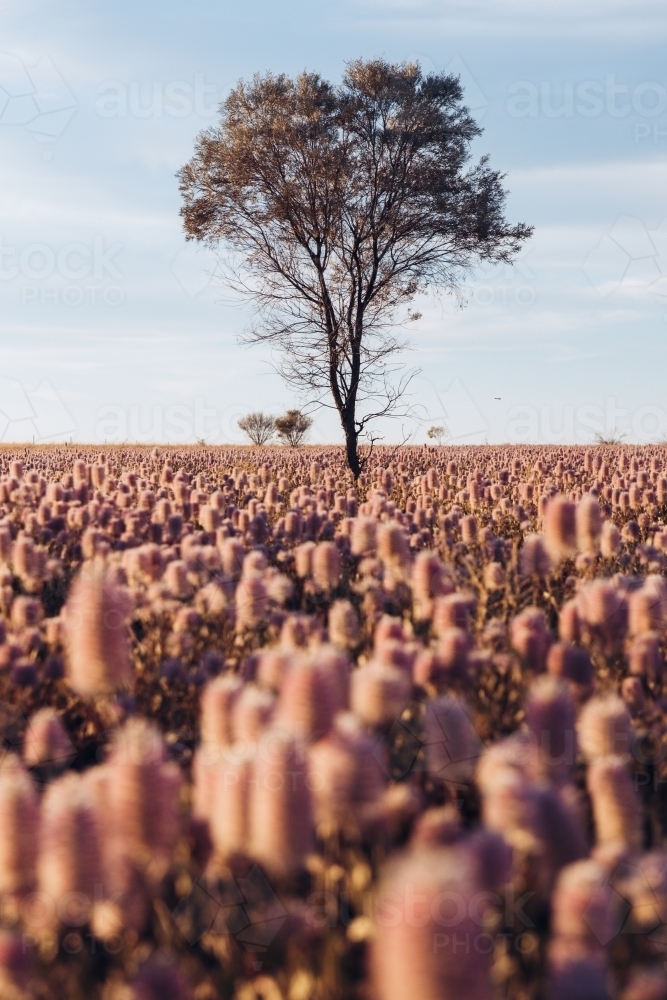 Wild flowers and a tree - Australian Stock Image