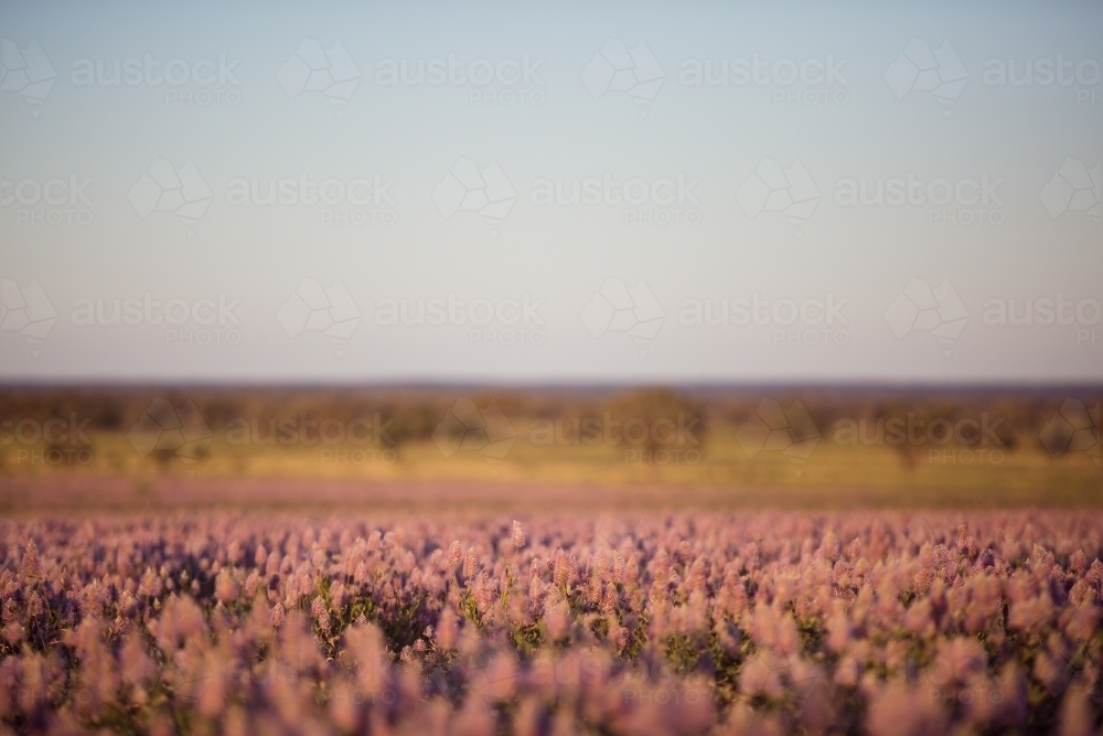 Wild flowers in a field with blue sky - Australian Stock Image