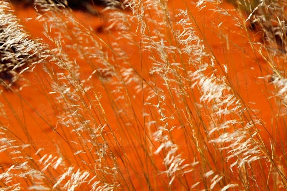 Wild grass blowing in the breeze - Australian Stock Image