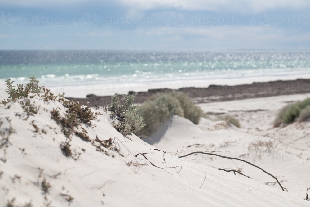 wild grasses in the sand dunes - Australian Stock Image