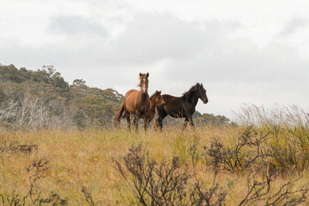 Wild horses, brumbies, grazing on a mountain hilltop - Australian Stock Image