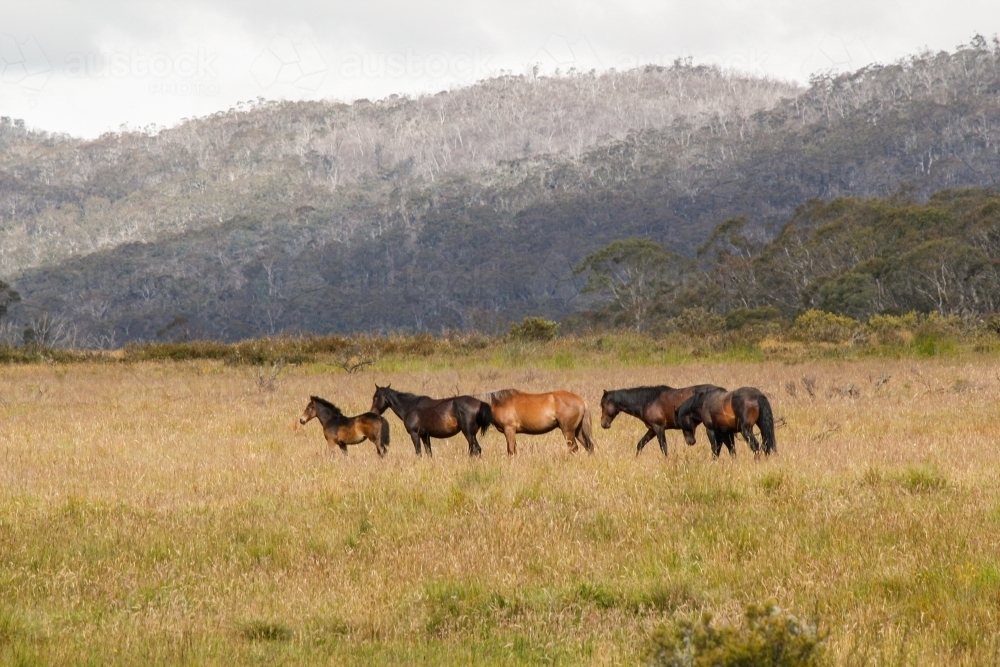 Wild horses grazing in open grassy snowy mountains field - Australian Stock Image