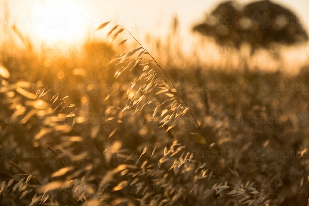 Wild oat grass seed heads at sunset - Australian Stock Image