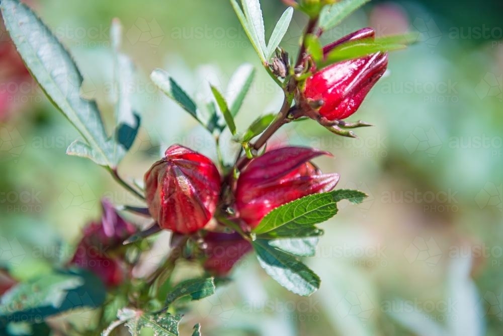 Wild Rosella plants in sunlight - Australian Stock Image