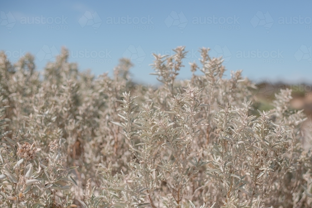 Wild Rosemary (also called Coastal Daisy Bush, Olearia axillaris) is an extremely hardy native shrub - Australian Stock Image