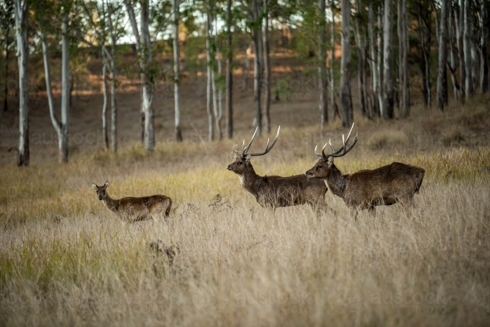 Wild Rusa Deer Stags - Australian Stock Image