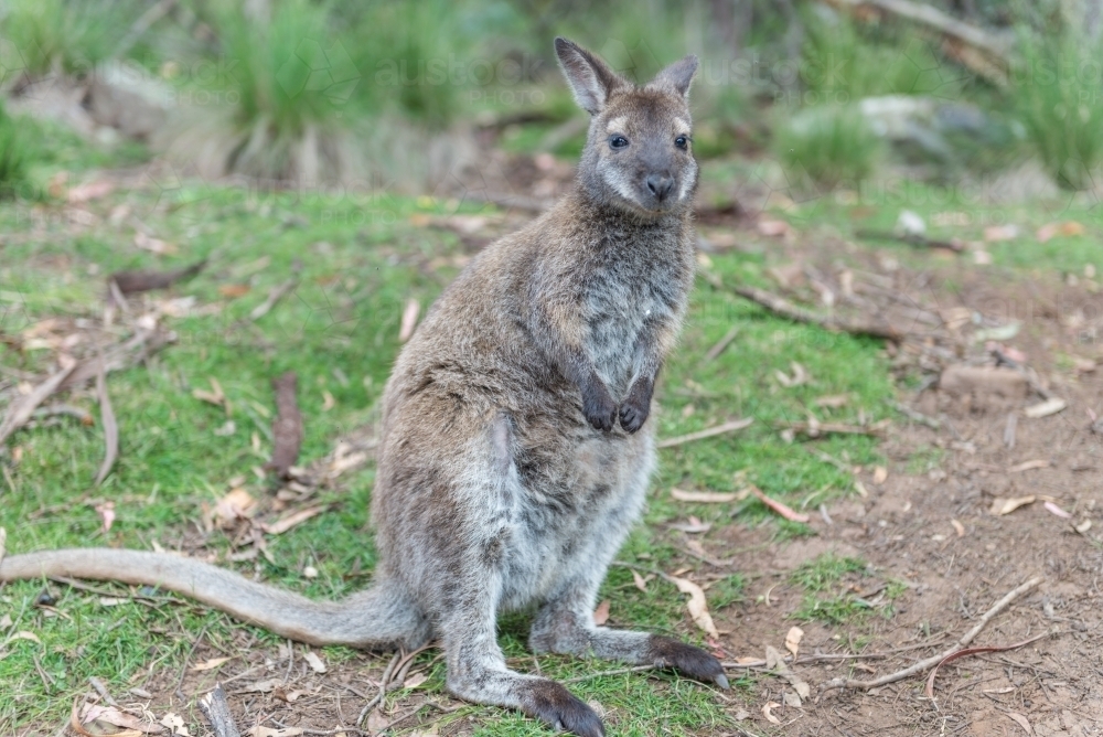 Wild wallaby - Australian Stock Image