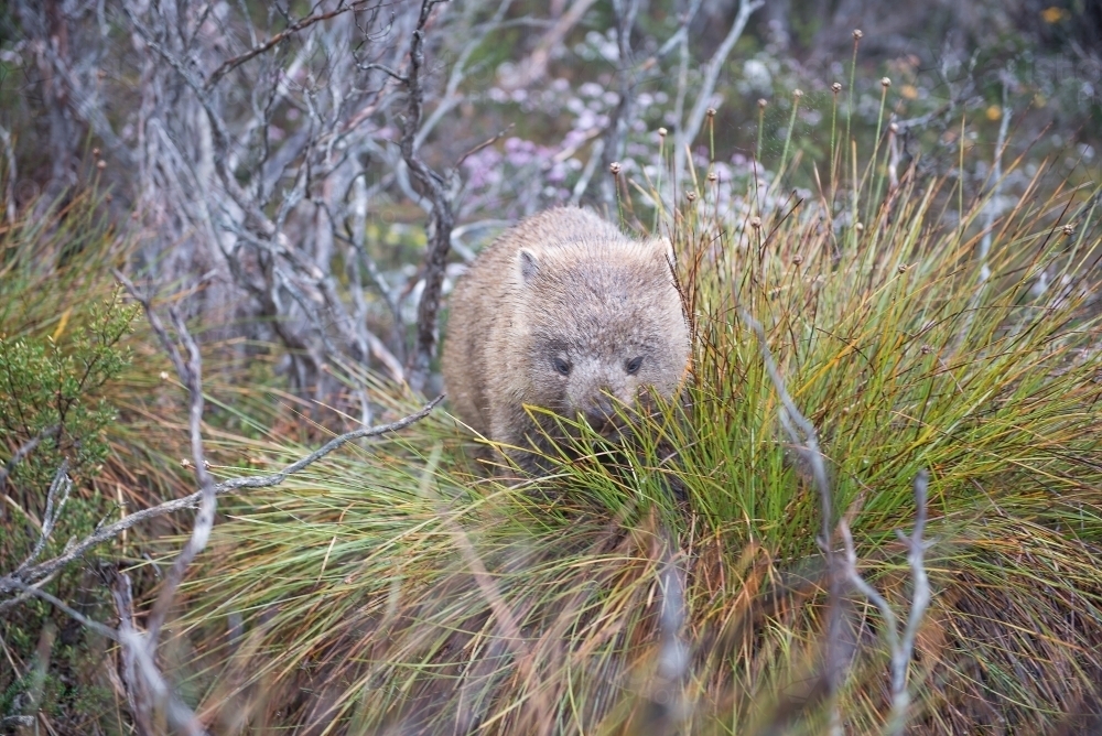 Wild wombat in the bush - Australian Stock Image