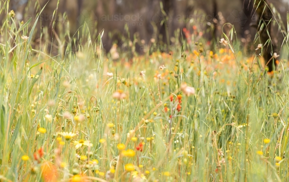 Wildflower meadow in spring - Australian Stock Image