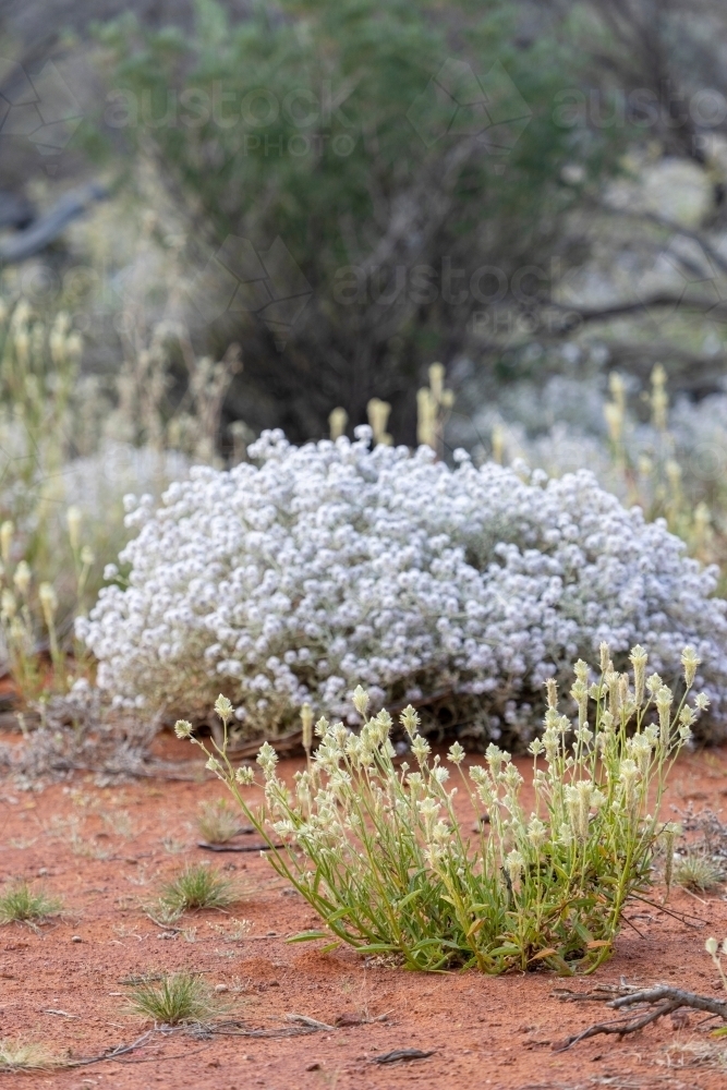 wildflowers growing in red sand - Australian Stock Image