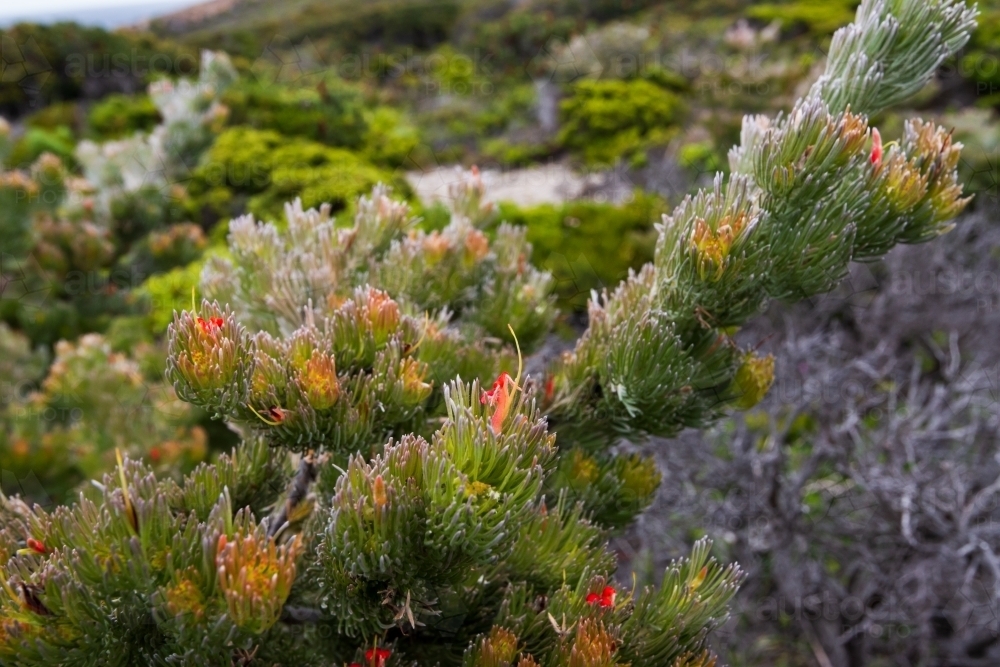 Wildflowers growing in the dunes on the edge of the Southern Ocean - Australian Stock Image