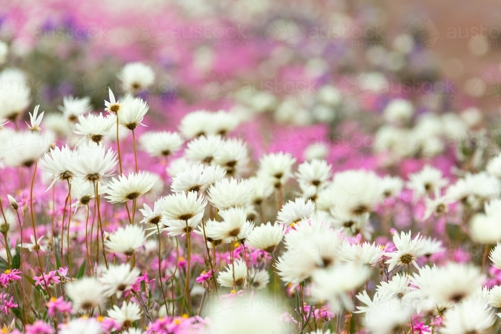 Wildflowers with white paper daisies - Australian Stock Image