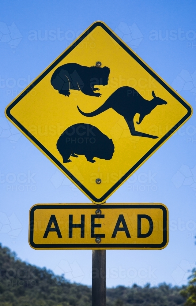 Wildlife ahead warning traffic sign, yellow and black against blue sky - Australian Stock Image