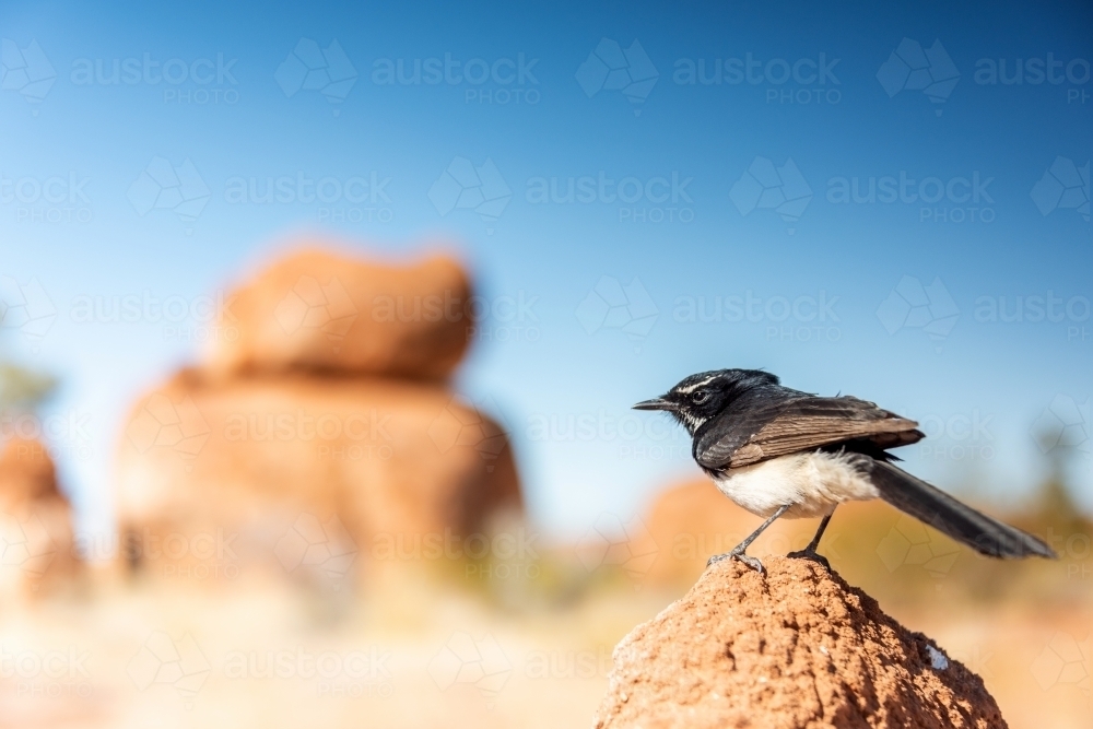 Willy wagtail bird sitting on an ant hill while large rock formations sitting on top of each other - Australian Stock Image