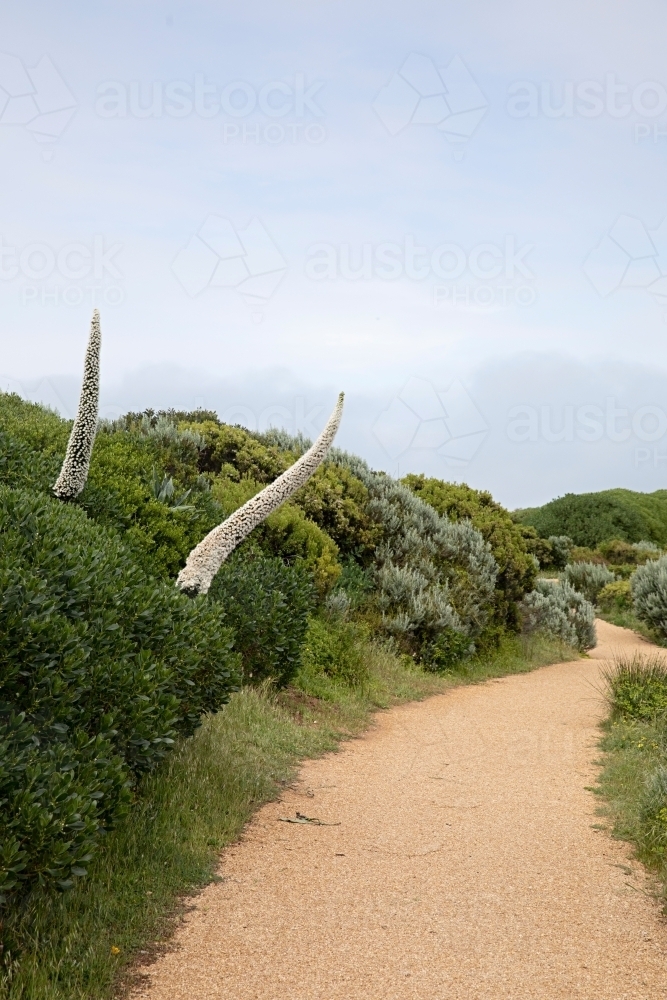 Winding dirt path with tall plants and shrubbery on both sides - Australian Stock Image