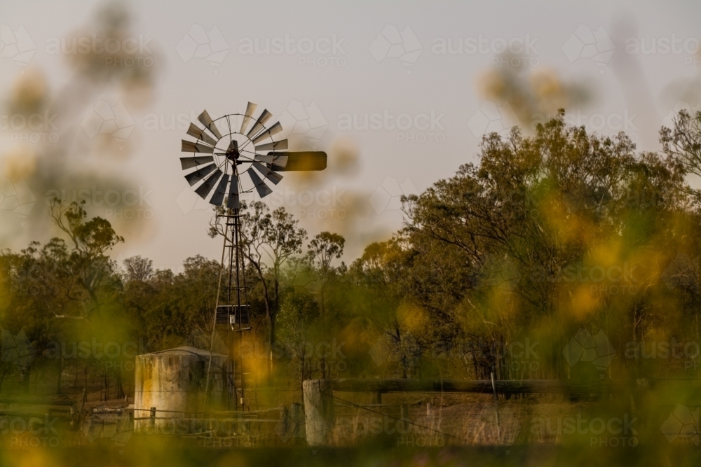 windmill amongst trees on a farm - Australian Stock Image