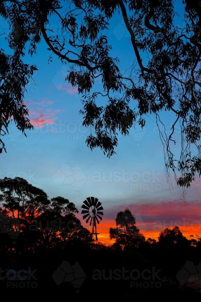 Windmill and a sunset, with gumtrees in silhouette - Australian Stock Image