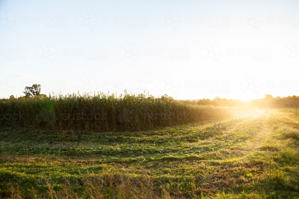 Windrows and standing crop in farm paddock at sunset - Australian Stock Image
