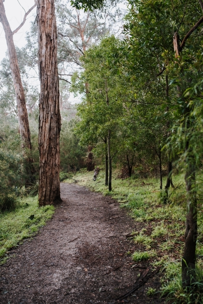 Winter Path - Australian Stock Image