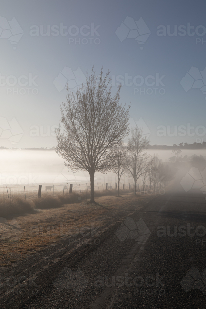 Winter trees on a misty morning next to a country road - Australian Stock Image